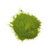 Moringa en Polvo